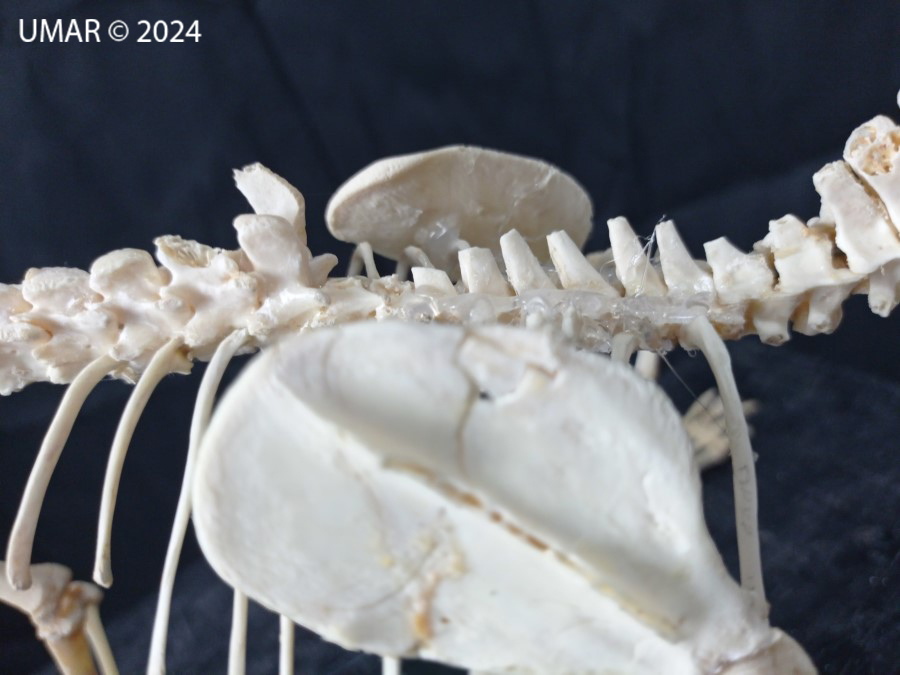 Especie en colección