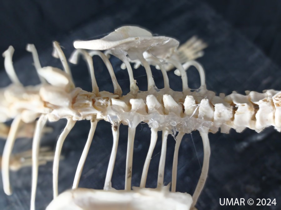 Especie en colección