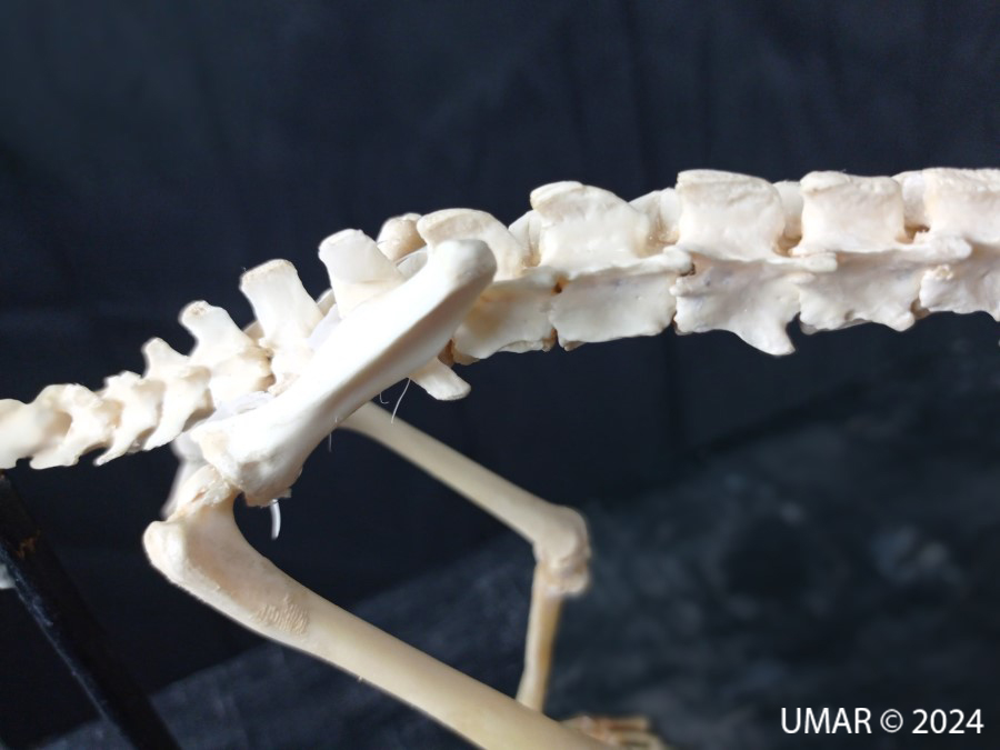 Especie en colección