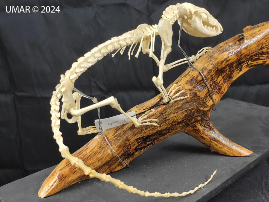 Especie en colección