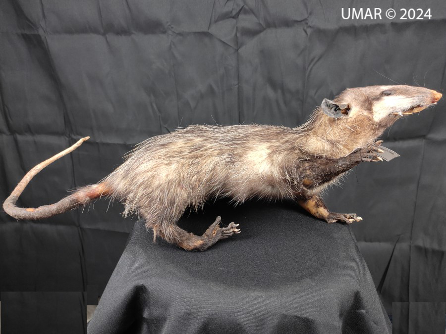 Especie en colección