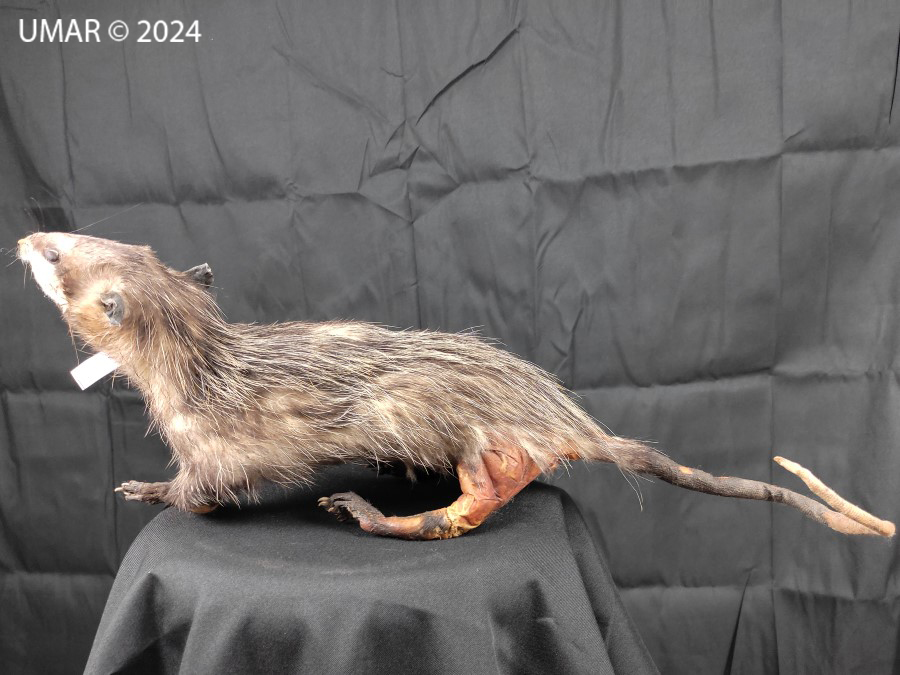 Especie en colección