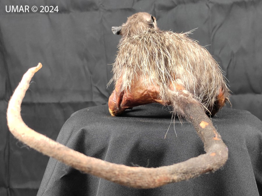 Especie en colección