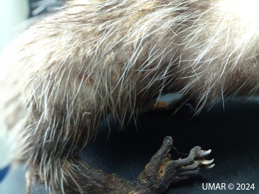 Especie en colección