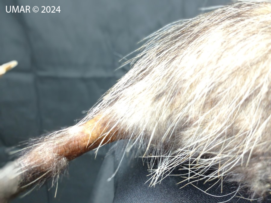 Especie en colección