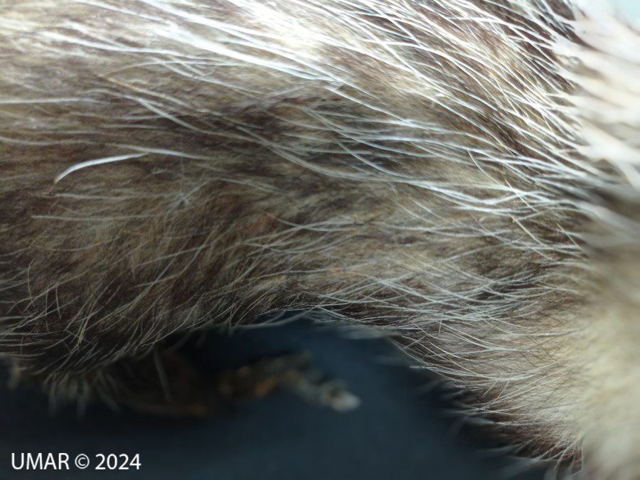 Especie en colección