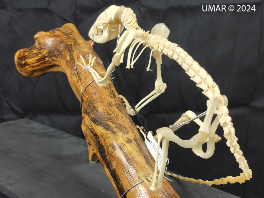 Especie en colección