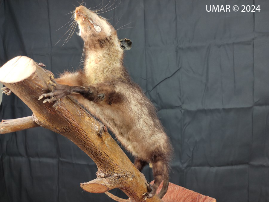 Especie en colección