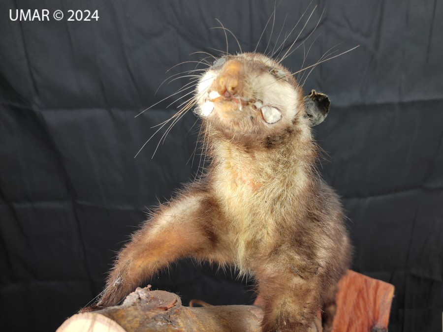 Especie en colección