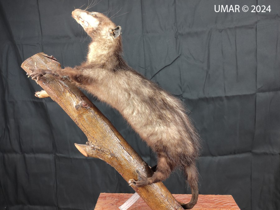 Especie en colección