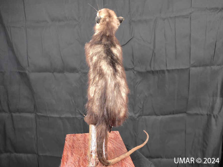 Especie en colección