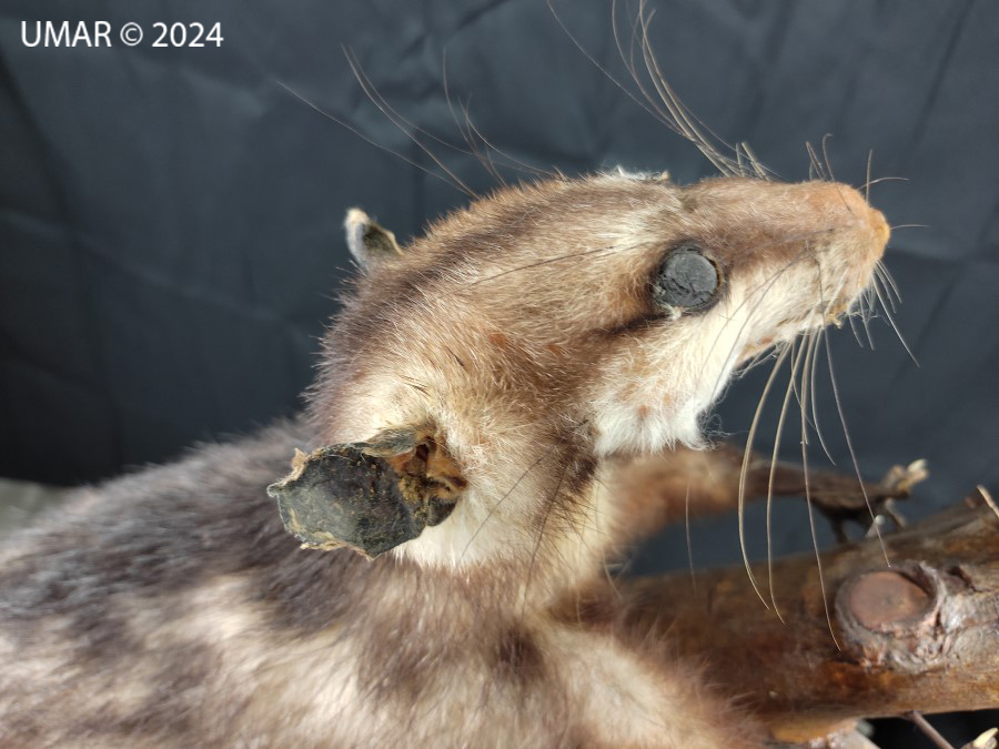 Especie en colección