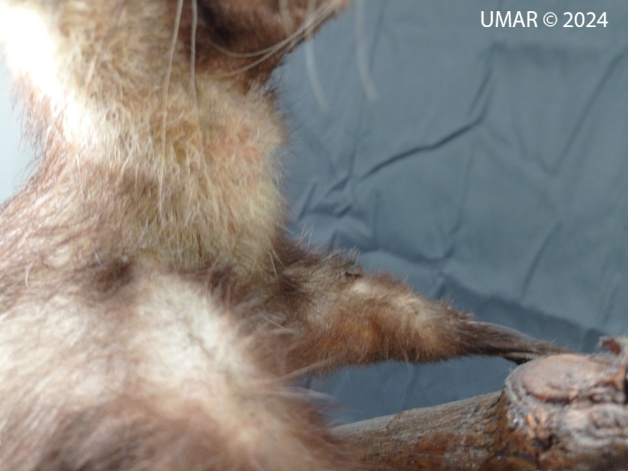 Especie en colección