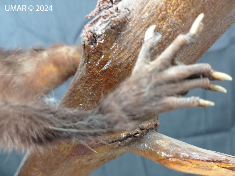 Especie en colección