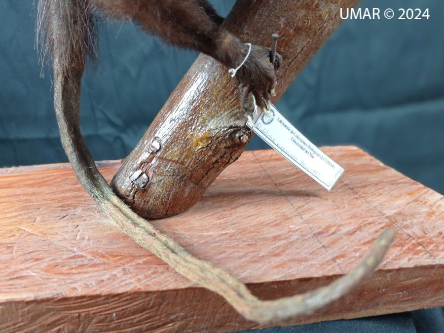 Especie en colección