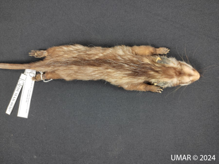 Especie en colección