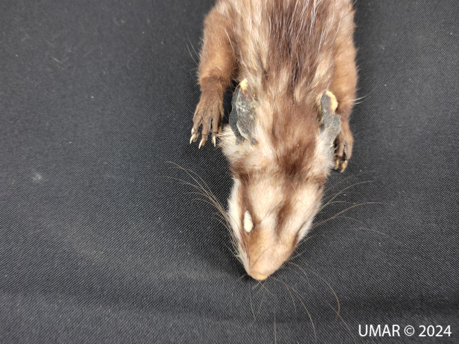 Especie en colección