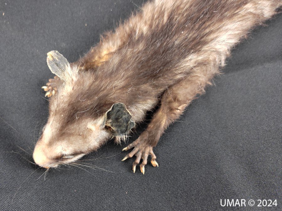 Especie en colección