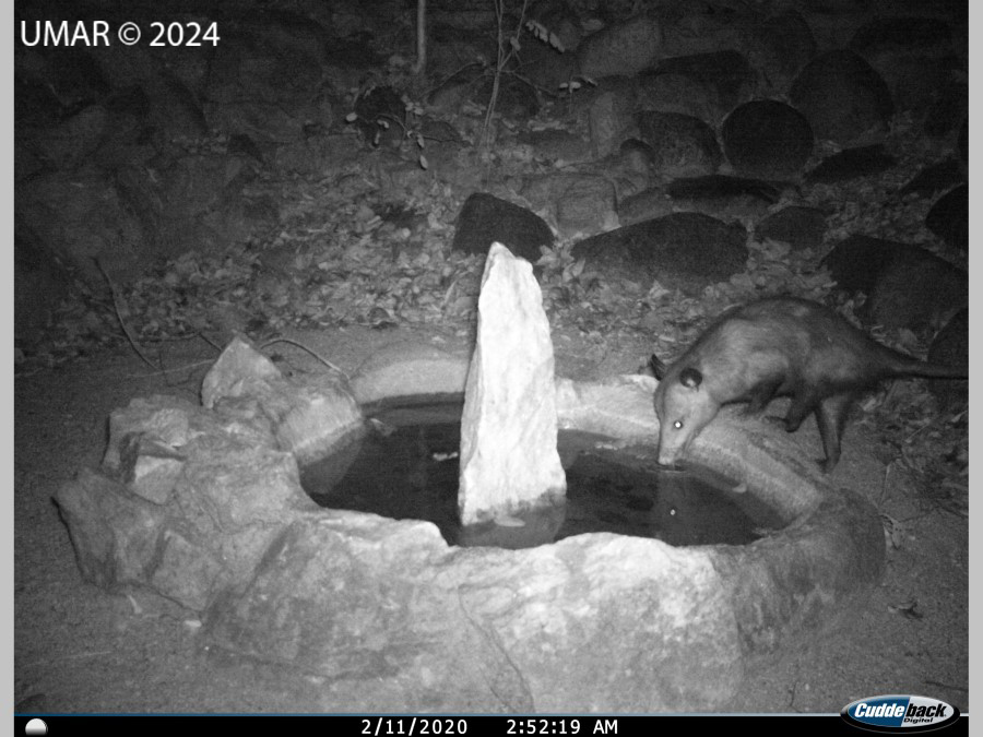 Especie en colección