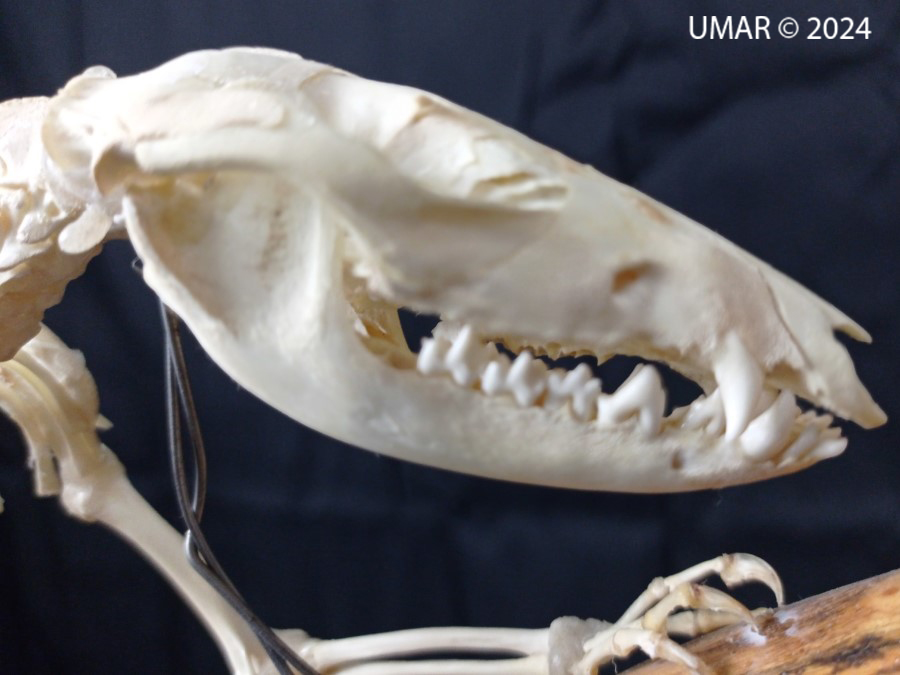 Especie en colección