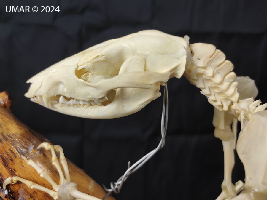 Especie en colección