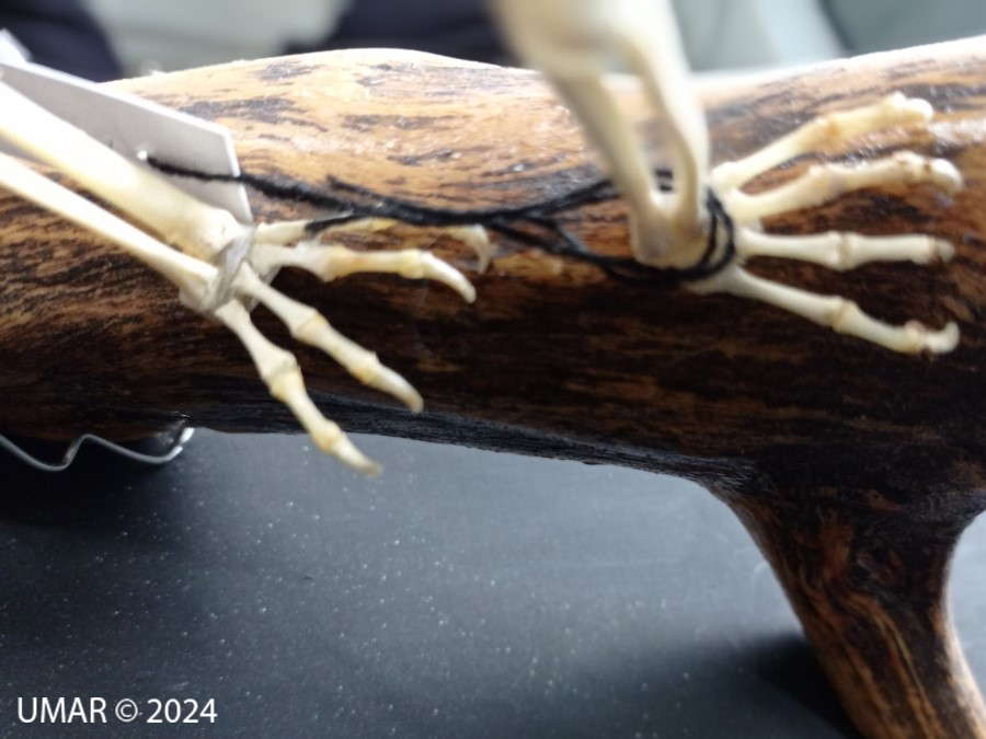 Especie en colección