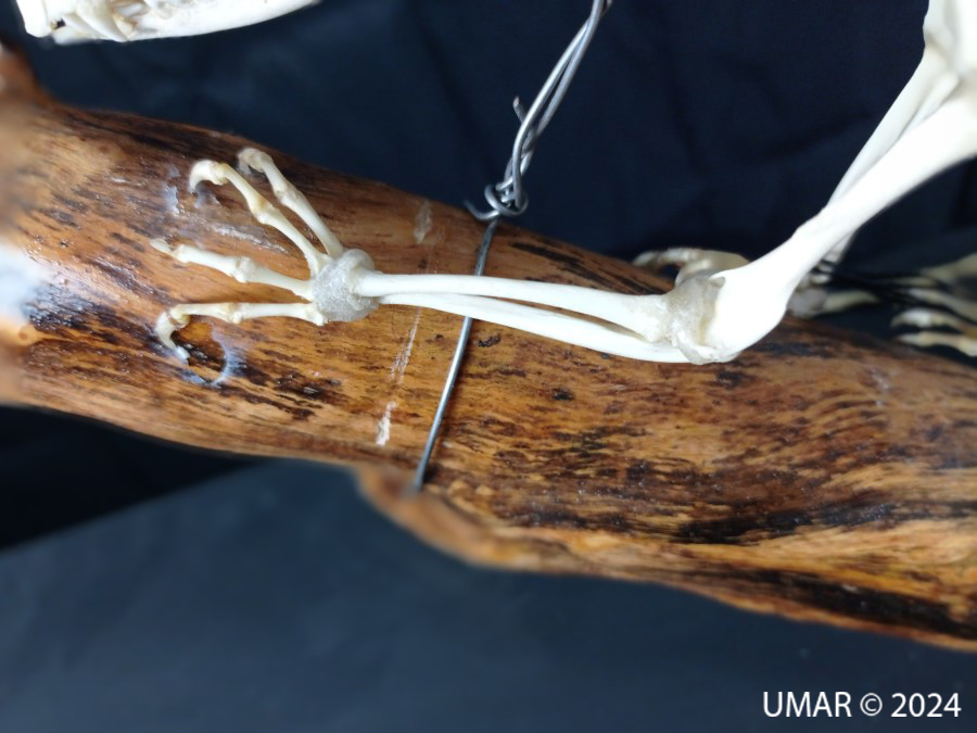 Especie en colección