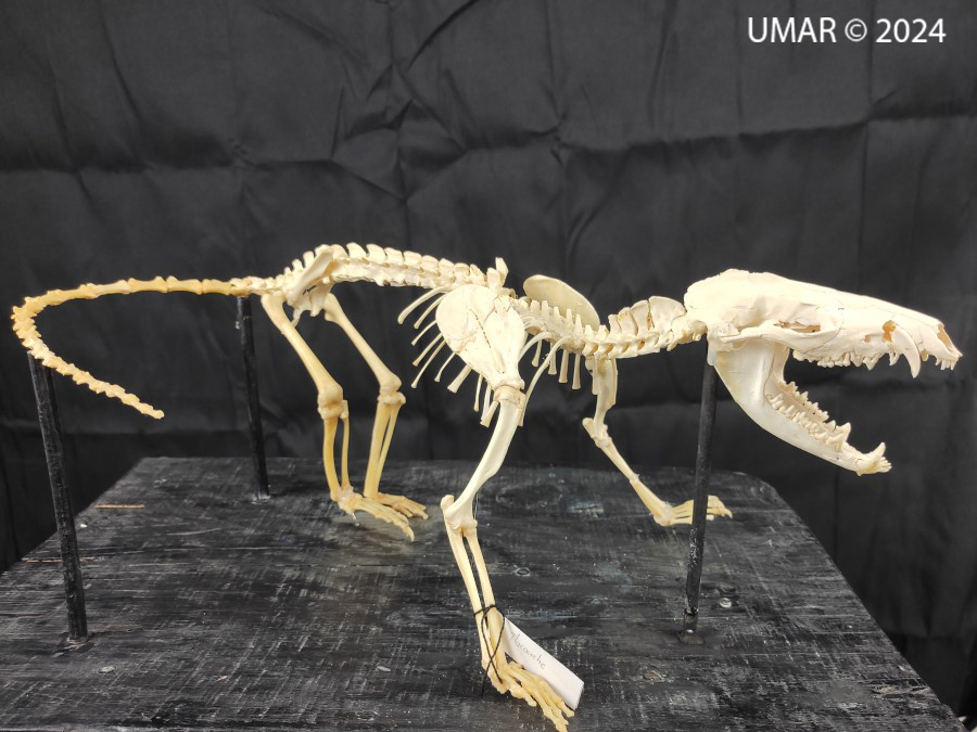 Especie en colección