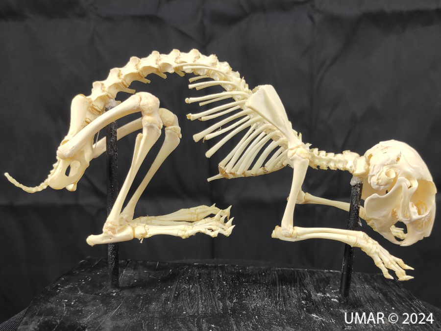 Especie en colección