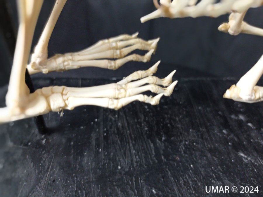 Especie en colección