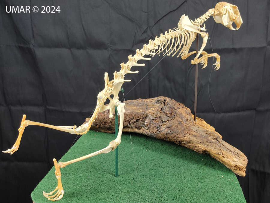 Especie en colección