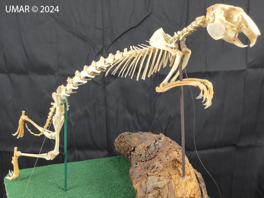 Especie en colección