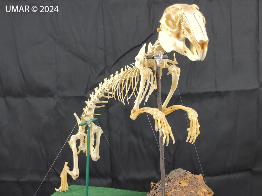 Especie en colección