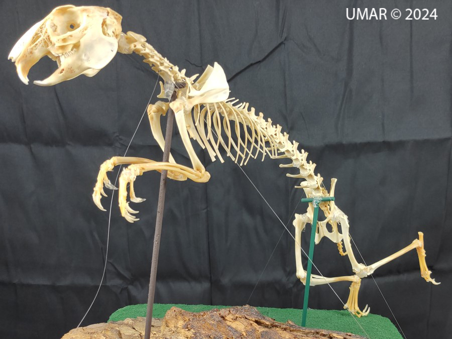 Especie en colección