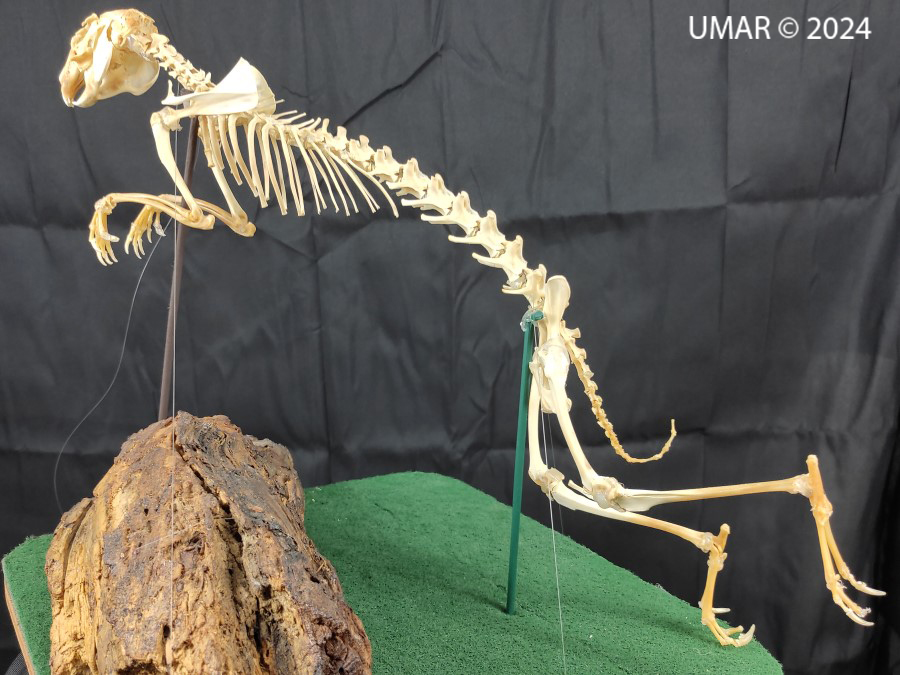 Especie en colección