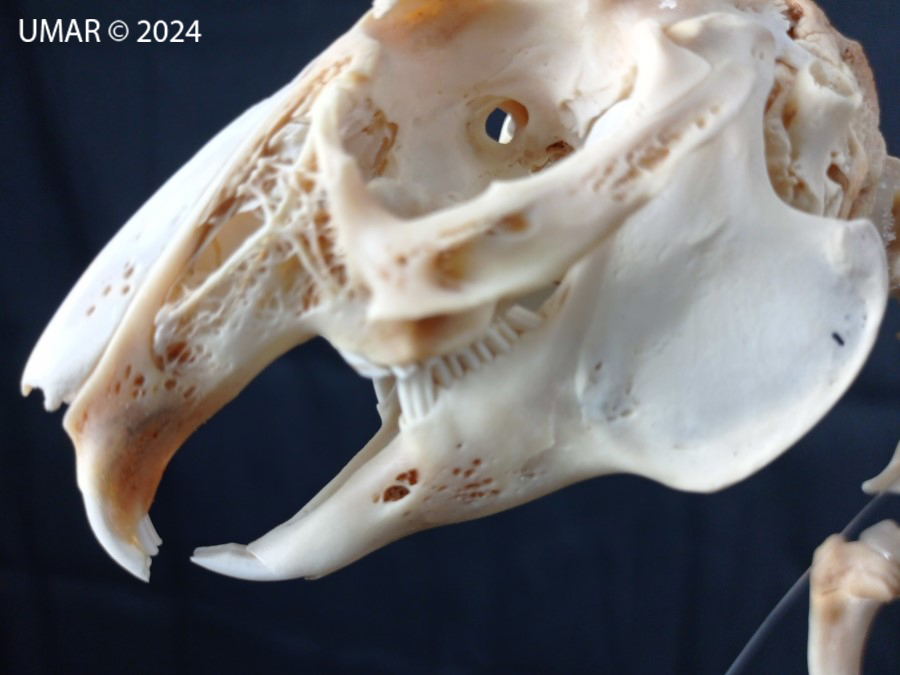 Especie en colección