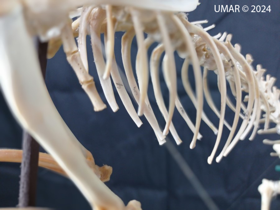 Especie en colección