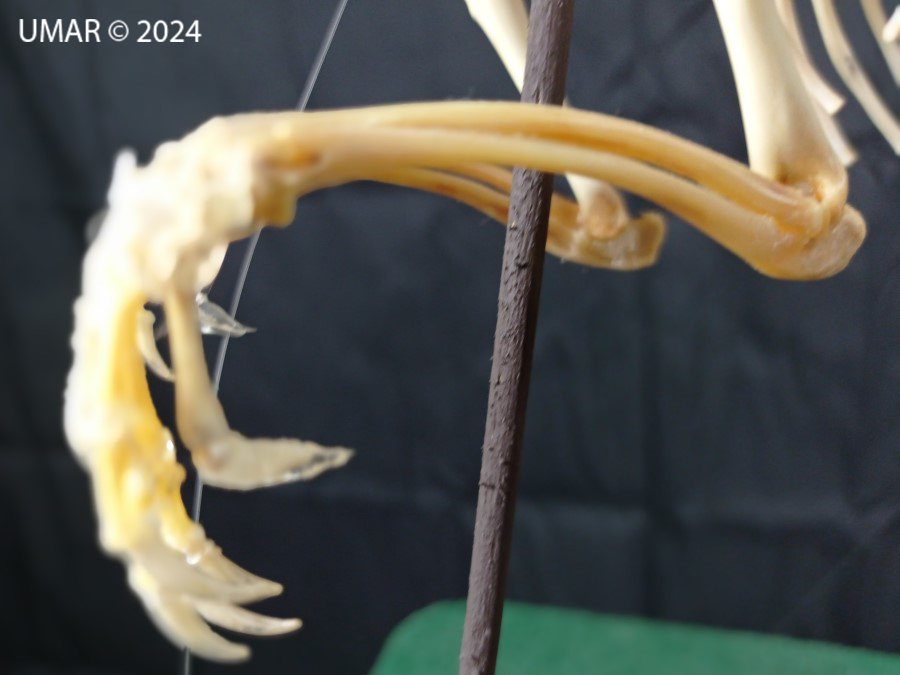 Especie en colección