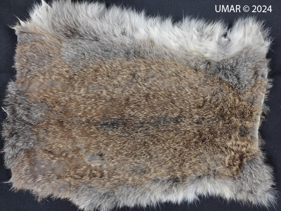 Especie en colección