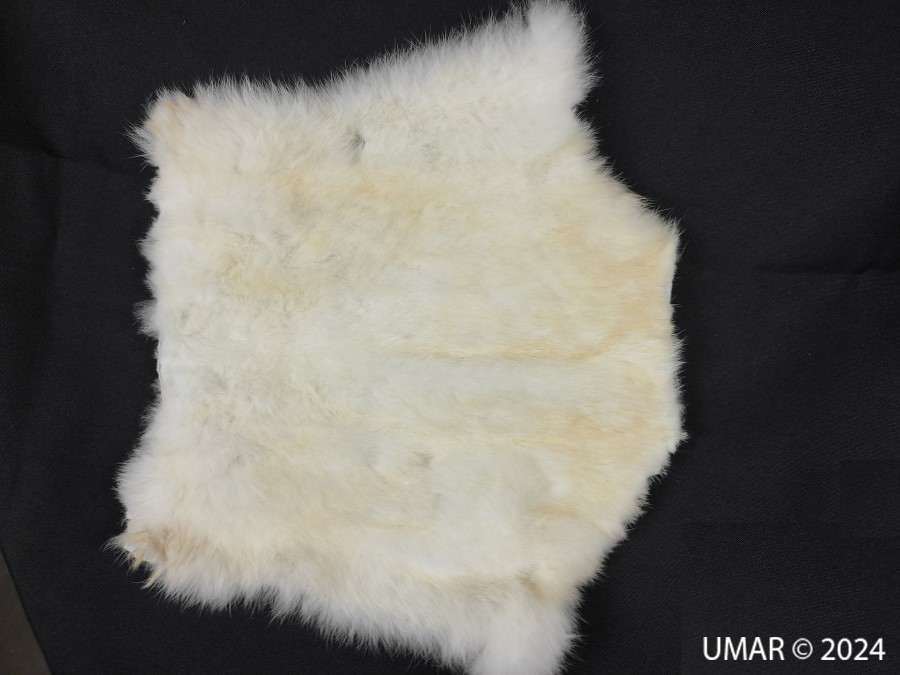 Especie en colección