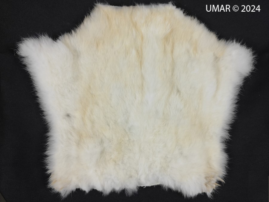 Especie en colección