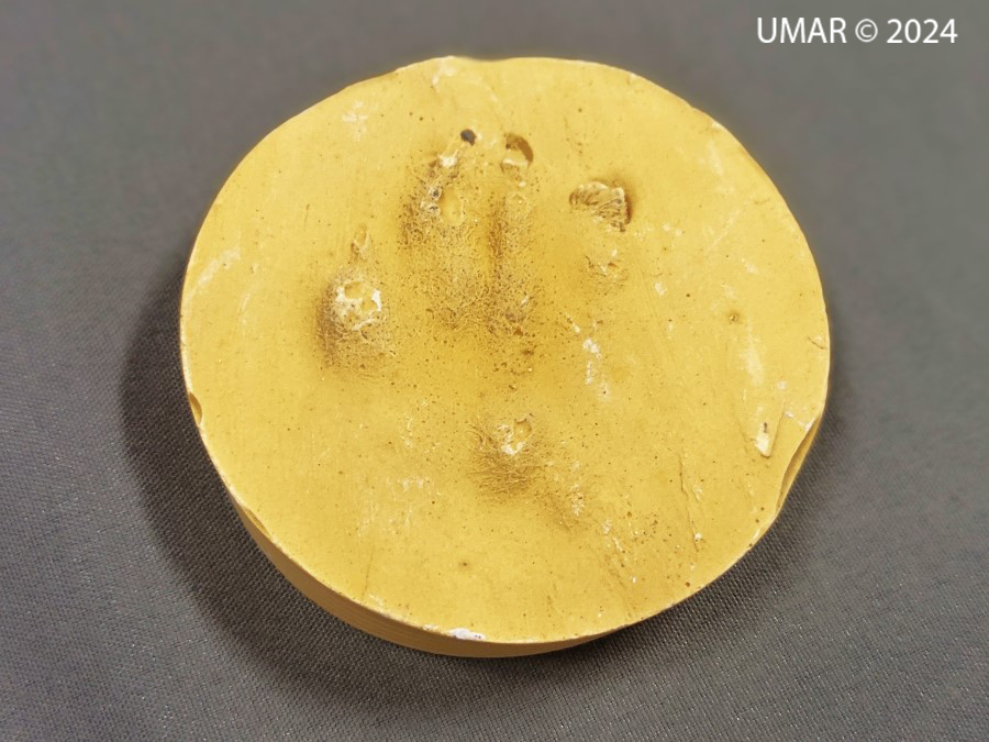 Especie en colección