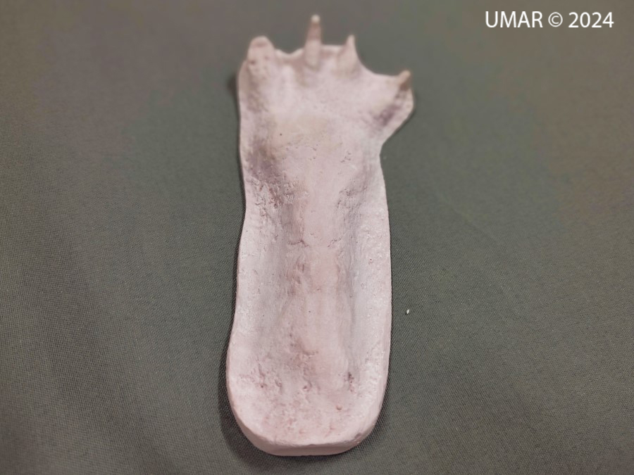 Especie en colección