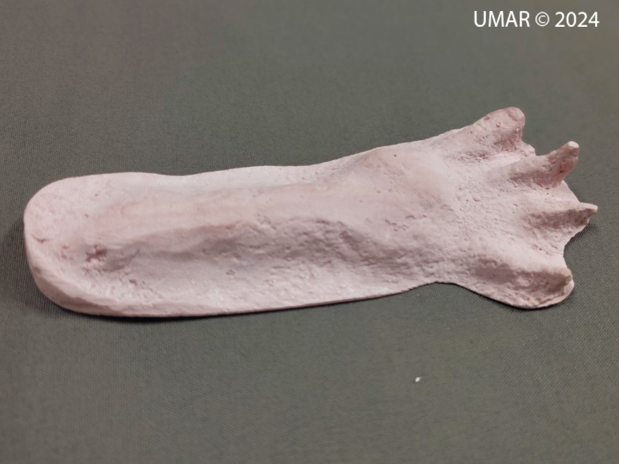 Especie en colección