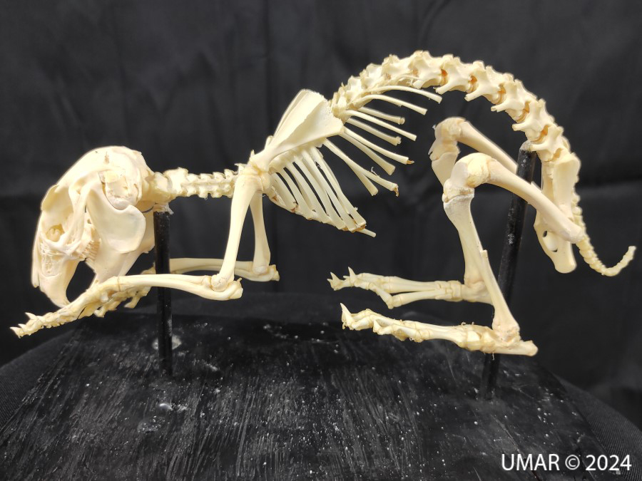 Especie en colección