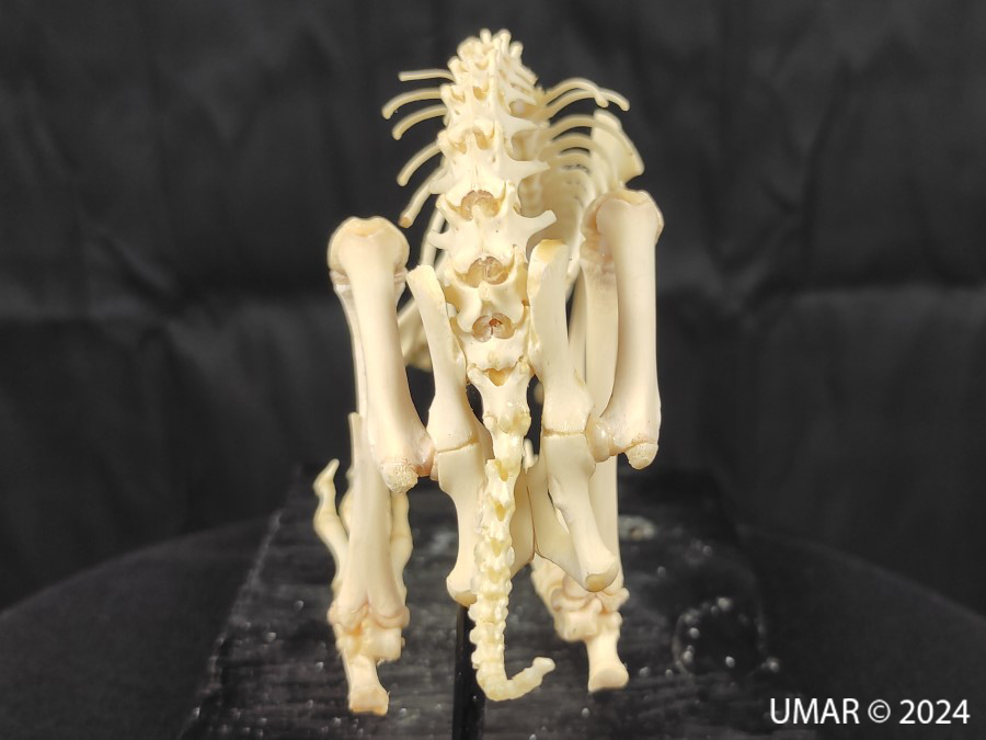 Especie en colección