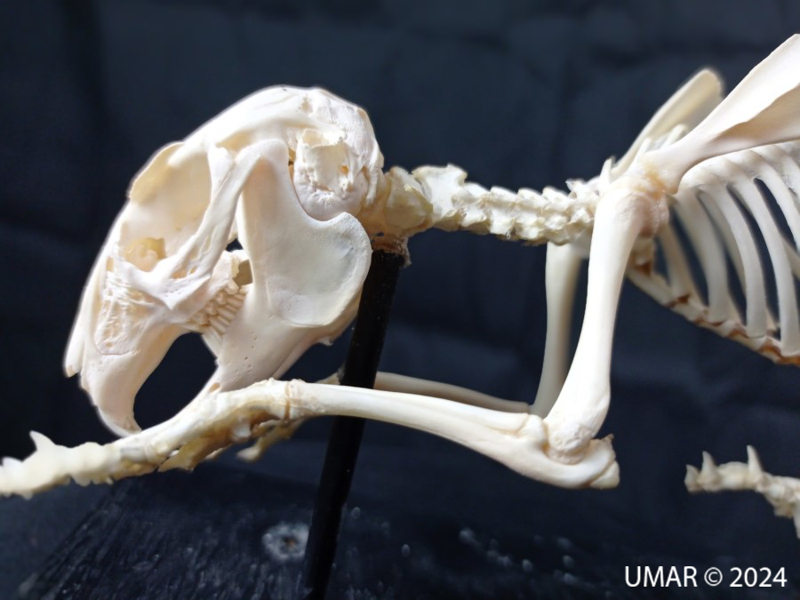 Especie en colección