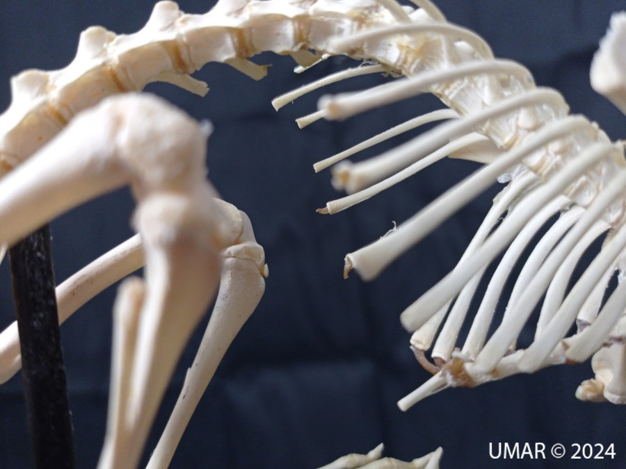 Especie en colección