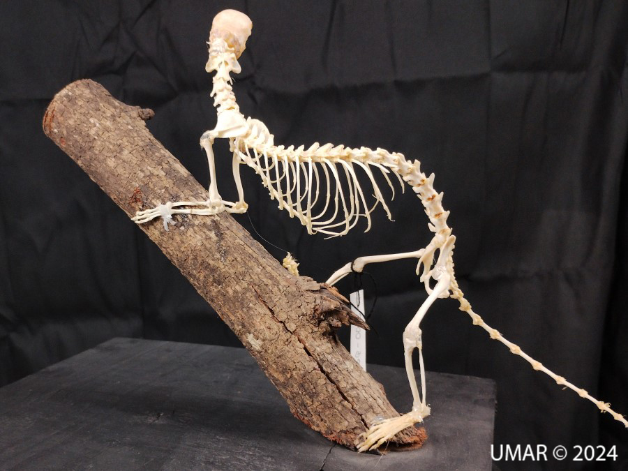 Especie en colección