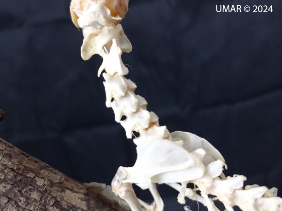 Especie en colección